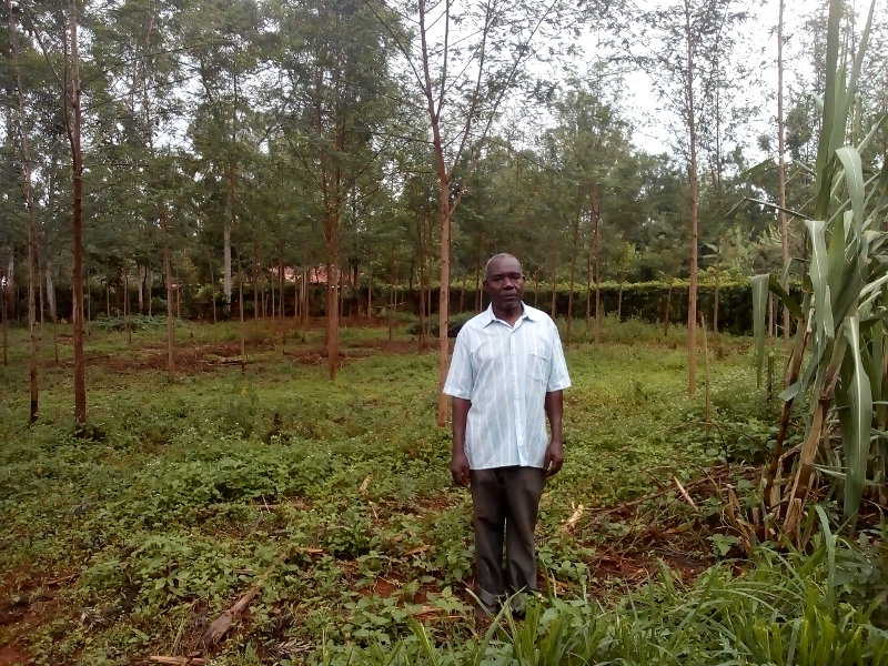 An example of using leguminous trees on his compound to improve the soil